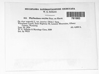 Phyllactinia guttata image